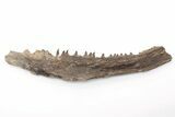 Fossil Fish (Cimolichthys) Jaw Section - Kansas #197618-1